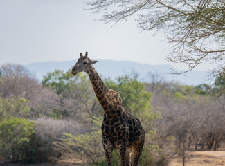 Afrikanische Tiere Giraffe im Busch vom Krüger National Park - Kruger Nationalpark Südafrika