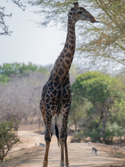 Giraffe im Busch vom Krüger National Park - Kruger Nationalpark Südafrika