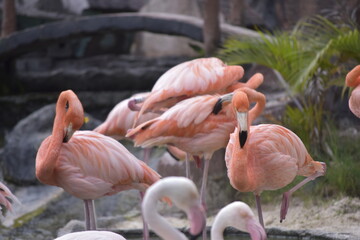 Phoenicopterus is a genus of birds in the flamingo family Phoenicopteridae. American or Caribbean flamingo (Phoenicopterus ruber) foraging in water. Flamingos, Pink flamingos, Birds, Flock, Wildlife.