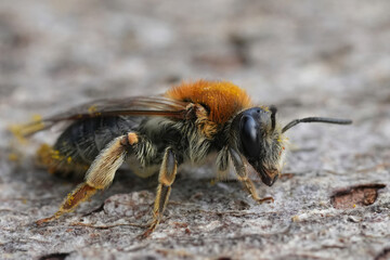 Closeup on a female red-legged mining bee, Andrena haemorrhoa