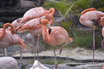 Phoenicopterus is a genus of birds in the flamingo family Phoenicopteridae. American or Caribbean flamingo (Phoenicopterus ruber) foraging in water. Flamingos, Pink flamingos, Birds, Flock, Wildlife.