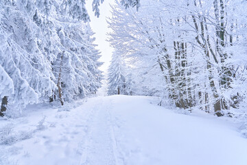 Snowy trail through the woods, amazing landscape. Winter hiking in the mountains