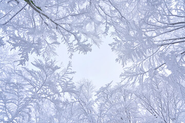 Snowy tree branches in mountain woods, winter sky. Amazing holiday time in forest