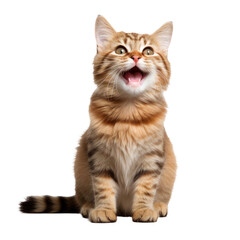 Happy smiling cat isolated on a white transparent background