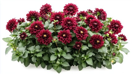 Naklejka premium A bush of blooming dark red dahlias, on white background