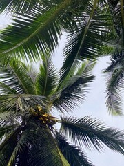 coconut palm tree