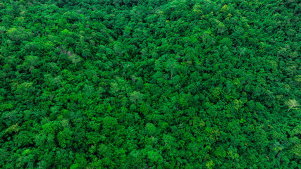 aerial view of dark green forest Abundant natural ecosystems of rainforest. Concept of nature forest preservation and reforestation	