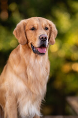 beautiful dog golden retriever labrador in autumn in nature at sunset
