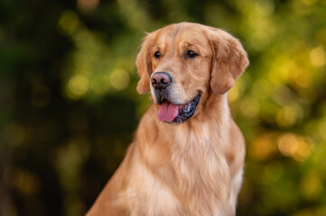 Obraz premium close up portrait beautiful dog golden retriever labrador in autumn in nature at sunset