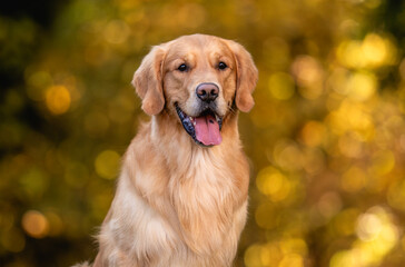 beautiful dog golden retriever labrador in autumn in nature at sunset