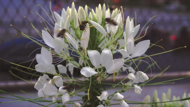 Several bees are sucking pollen from white Cleome flowers.