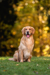 beautiful dog golden retriever labrador in autumn in nature at sunset