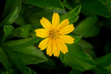 yellow flower in the garden