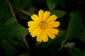 yellow flower in the garden