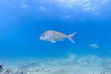 Fototapeta premium Sea creatures that live in Mutsu Bay: red sea bream, Multicolorfin rainbowfish, sea urchin