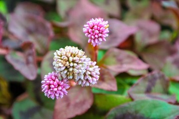 Close up of flowers