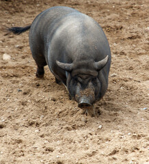 A pig is walking on a dirt field