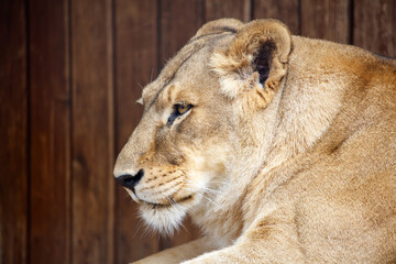 Portrait of a lioness in nature