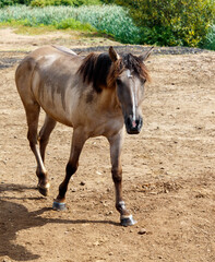 A brown horse is walking on a dirt road