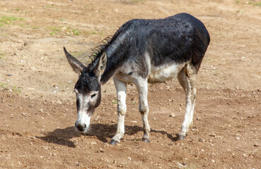 Naklejka premium Portrait of a donkey in the wild