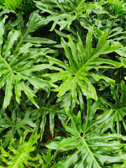 Thaumatophyllum bipinnatifidum common name split leaf philodendron, is a plant in the genus Thaumatophyllum, in the family Araceae. © Djohan Rianto