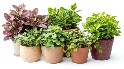 Several indoor plants in decorative pots arranged on a white background, highlighting their unique shapes and foliage.