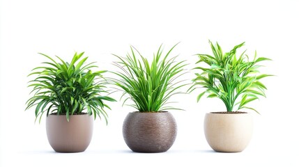 Obraz premium A trio of different indoor plants, isolated on white, perfect for a product catalog or online store.