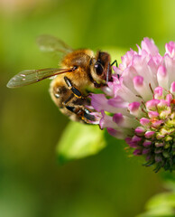 Bee on a pink clover flower. Macro