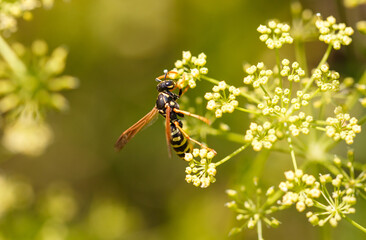 Wasp on a yellow flower. Macro