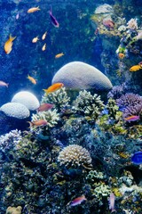 Colorful coral reef and fish © Wirestock