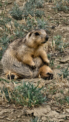 prairie dog eating grass