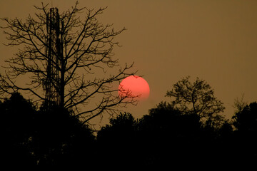 silhouette of a tree in the sunset