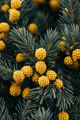 Fototapeta premium Close-up of Yellow Cones on a Blue Spruce Branch