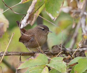 Eurasian wren, Troglodytes troglodytes. A bird sits on a branch