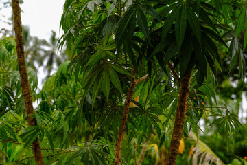 Fototapeta premium Exotic Spice Plants Ready for Harvest