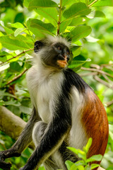 Portrait of Endangered Red Colobus in the Wild