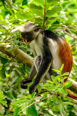 Portrait of Endangered Red Colobus in the Wild