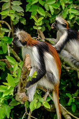Portrait of Endangered Red Colobus in the Wild