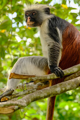 Obraz premium Portrait of Endangered Red Colobus in the Wild