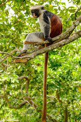 Portrait of Endangered Red Colobus in the Wild
