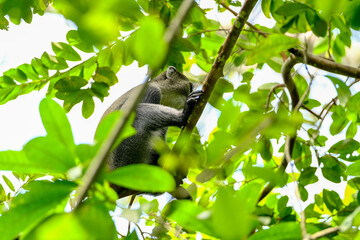 Wild Gray Monkey Living in the Forest Canopy