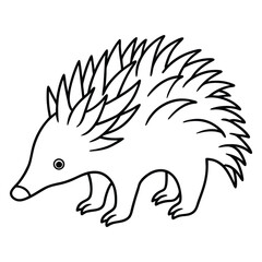 illustration of echidna