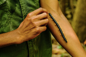 Centipede Crawling on Man’s Arm in Tropical Forest