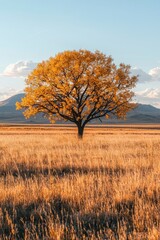 Fototapeta premium A Solitary Tree in a Field of Golden Grass