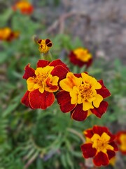red and yellow flower