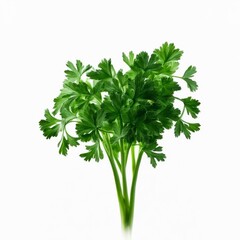 Bunch of fresh parsley on white background. Generated with AI.
