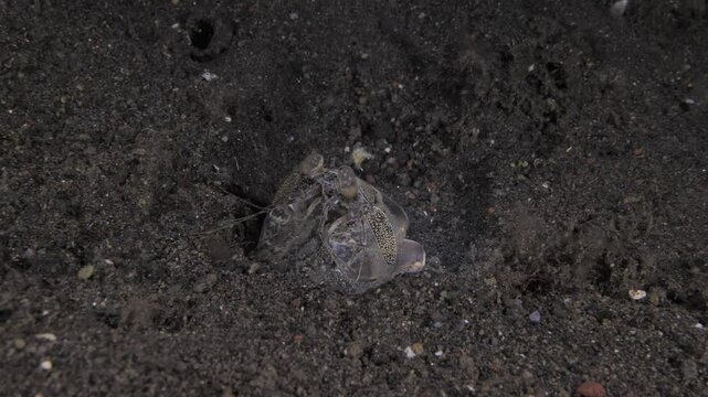 Tiger Mantis Shrimp (Lysiosquilla maculata lat.) is building a house. Night sea life of Tulamben, Bali, Indonesia. 4k video.