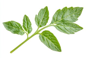 Fototapeta premium A detailed shot of a plant's foliage, ideal for use in designs about nature, health or wellness