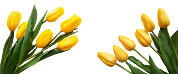 Beautiful yellow tulips arranged with lush green leaves on a white isolate background.
