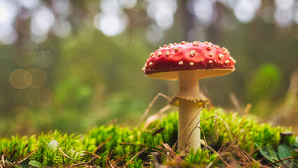 Fliegenpilz - amanita muscaria fly agaric - Mushroom in the Woods	